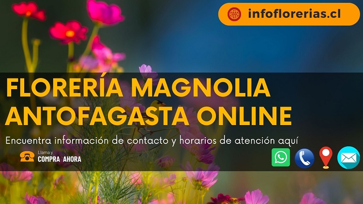 Florería Magnolia Antofagasta Online