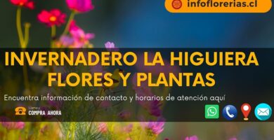 Invernadero La Higuiera Flores y Plantas