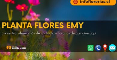 Planta Flores Emy