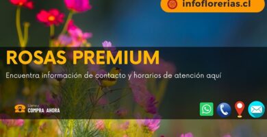 Rosas Premium